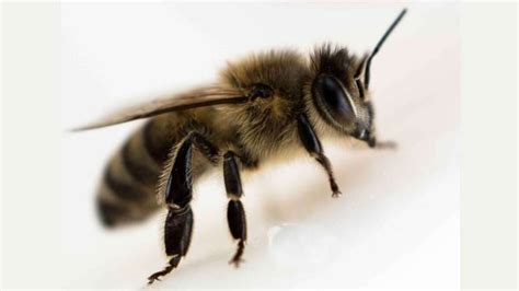 Fotografía de abeja obrera
