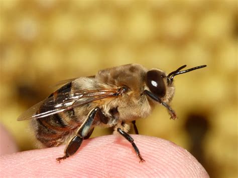 Fotografía de zángano (abeja macho)