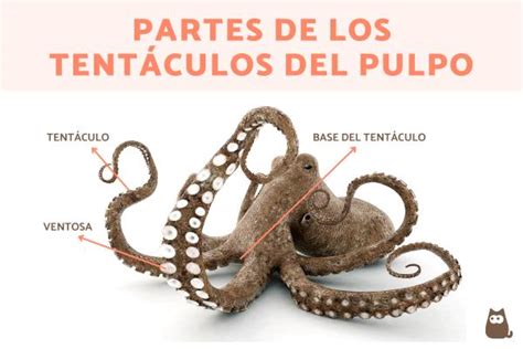 Ilustración de un pulpo de ganchillo con tentáculos envueltos alrededor de la mano de un bebé prematuro en una incubadora.