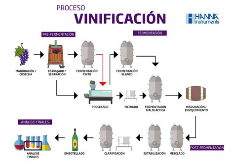 Infografía o esquema del proceso de producción del vino