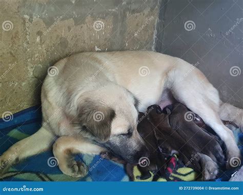 Foto: Cachorros descansando con su madre en un área de maternidad acondicionada