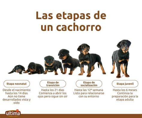 Gráfico de crecimiento de cachorros en las primeras semanas