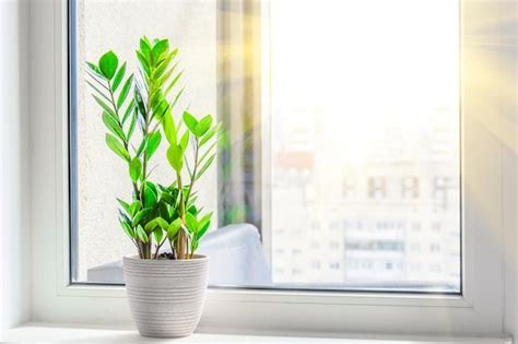 Infografía que muestra la ubicación ideal de la planta cerca de una ventana con luz tamizada y lejos de corrientes de aire