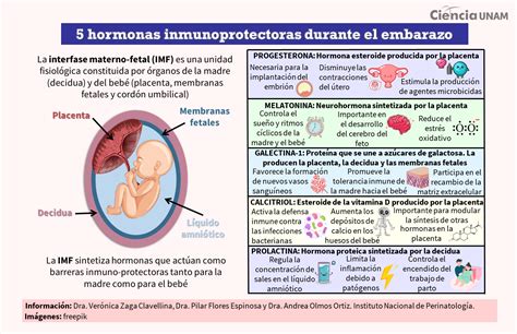 Ilustración de las principales hormonas del embarazo y sus funciones