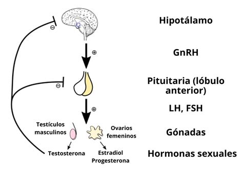 Diagrama del eje hipotálamo-hipófisis-ovario y su regulación hormonal.