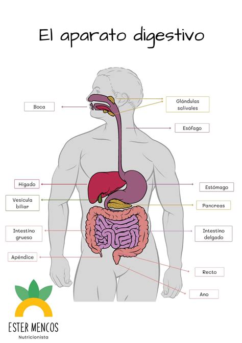 Esquema del sistema digestivo mostrando la posible ubicación de un cuerpo extraño