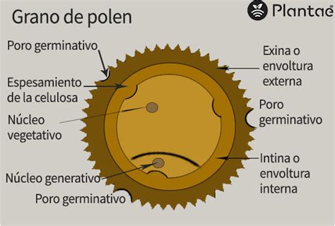 Diagrama del grano de polen con sus células