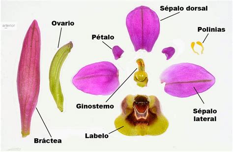 Diagrama de la flor de orquídea destacando sus partes