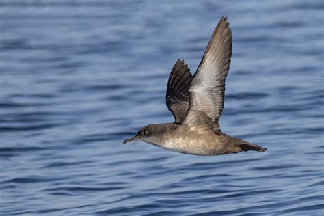 Aves migratorias sobrevolando el Estrecho de Gibraltar