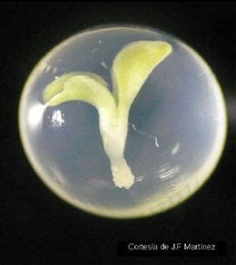 Diagrama comparativo entre semilla verdadera y semilla sintética, destacando el origen del embrión (cigótico vs. somático) y la naturaleza del endospermo y cubierta (natural vs. artificial).