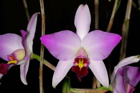 Fotografía de la orquídea Laelia anceps ssp. dawsonii, destacando su belleza y fragilidad.