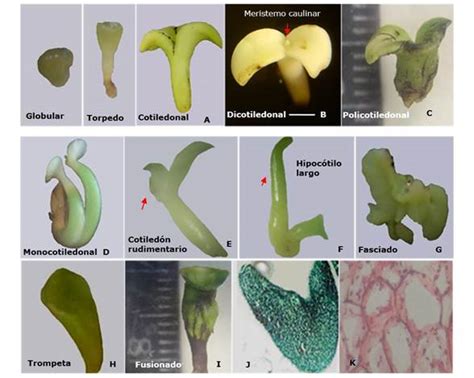 Diagrama del proceso de encapsulación de embriones somáticos, mostrando la suspensión en alginato, la goteo en cloruro de calcio y la formación de la cápsula.