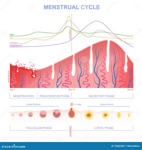 Esquema del ciclo menstrual y hormonal