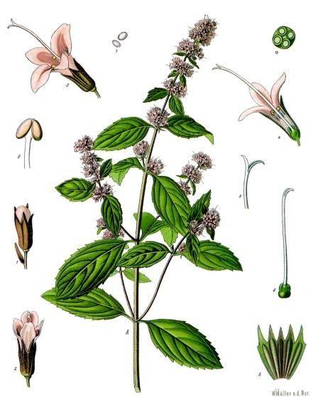 Ilustración botánica de la Mentha x piperita con detalle de hojas y flores