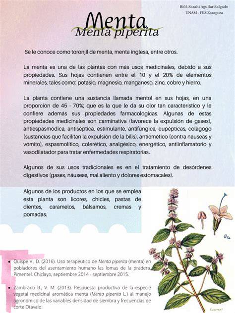 Infografía sobre los beneficios digestivos y respiratorios de la menta piperita