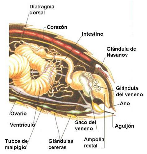 Esquema de las glándulas ceríferas de una abeja y el proceso de producción de cera