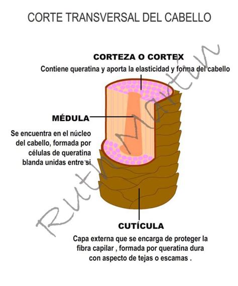 Esquema de las capas del cabello y la penetración de tintes