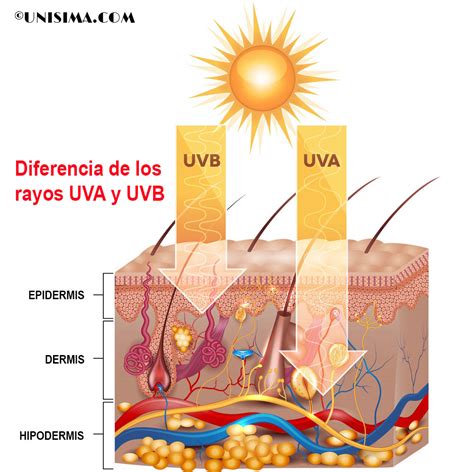 Infografía: diferencias entre rayos UVA y UVB