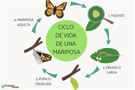 Esquema del ciclo de vida de una mariposa