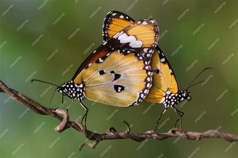 Mariposas apareándose