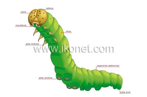Oruga de mariposa con sus partes señaladas
