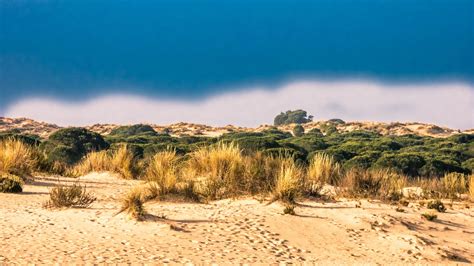 Paisaje de dunas y vegetación en el Parque Nacional de Doñana