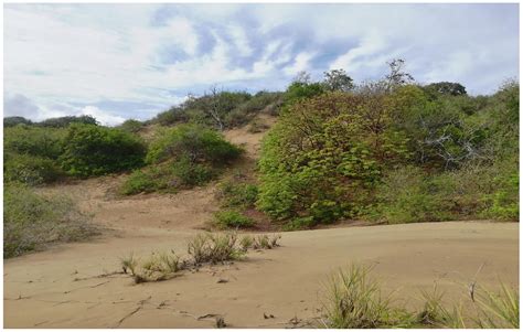 Sendero entre dunas con vegetación costera en Matalascañas
