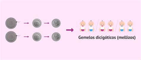 Gráfico comparativo de la incidencia de gemelos dicigóticos por regiones del mundo.