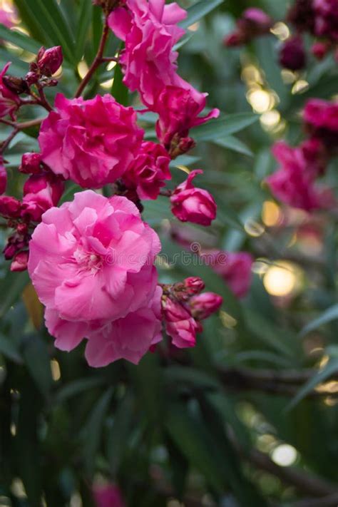 Adelfa con flores rosas en un parque