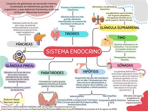 Esquema del sistema endocrino materno: interacción entre hipófisis, glándulas mamarias y útero durante el parto y la lactancia.