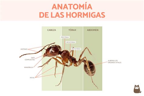 Infografía detallando la anatomía de una hormiga, resaltando cabeza, mesosoma, metasoma y peciolo.