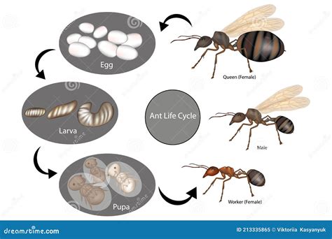 Diagrama del ciclo de vida de la hormiga: huevo, larva, pupa y adulto.