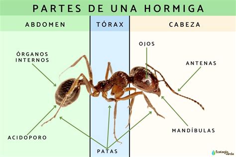 Ilustración de una hormiga con sus tres segmentos corporales: cabeza, mesosoma y gáster.