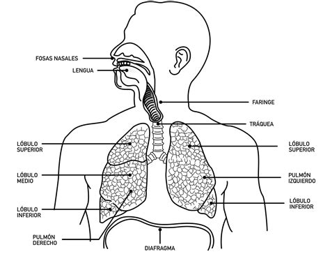 Ilustración de la boca y el sistema respiratorio para explicar la halitosis