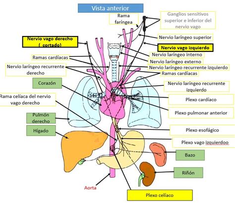 Esquema anatómico que ilustra el origen del nervio vago en el bulbo raquídeo, su salida por el agujero yugular y su recorrido descendente por el cuello, tórax y abdomen hasta las vísceras.