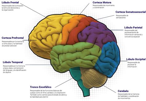 Esquema del cerebro humano resaltando áreas relacionadas con las emociones y la recompensa