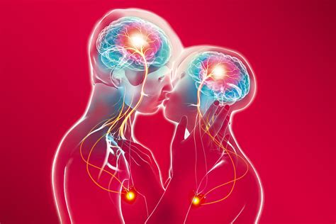 Infografía: Circuitos cerebrales activados durante el enamoramiento