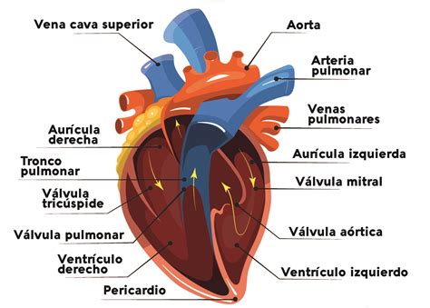 Esquema de un corazón rebosante dando luz versus un corazón vacío intentando dar. Simboliza dar desde la abundancia y el amor propio.