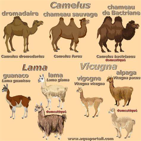 Ilustración de las diferentes especies de camélidos (dromedario, camello bactriano, llama, vicuña)