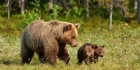 Foto de la fauna típica de la taiga siberiana