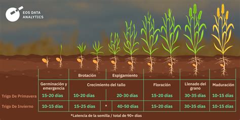 Esquema del ciclo de vida de la planta de haba: desde la siembra hasta la cosecha, resaltando la profundidad de siembra y la formación de nódulos de nitrógeno en las raíces.