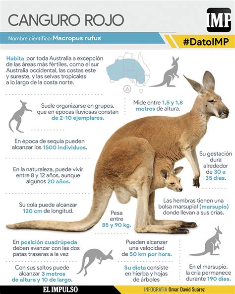 Infografía: Anatomía del canguro y sus patas para el salto