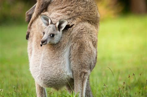 Foto: Canguro recién nacido escalando hacia el marsupio