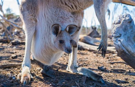 Esquema: Interior del marsupio con la cría amamantándose