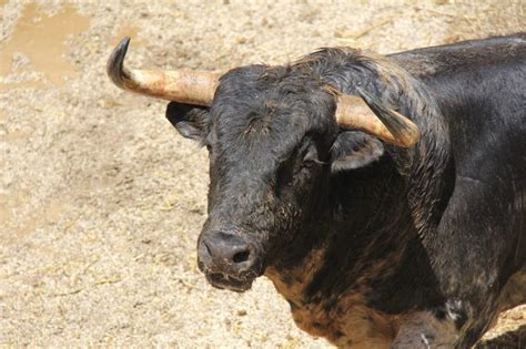 Fotografía de toros de lidia pastando en una dehesa cercana a Paterna de Rivera