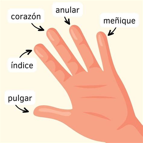 Esquema anatómico que muestra la diferencia entre una mano con cinco dedos y una con un dígito adicional (polidactilia).