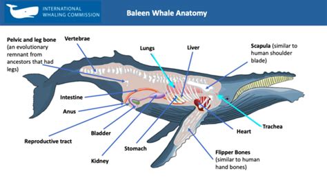 Esquema anatómico de una ballena azul mostrando su gran tamaño y características físicas, como las barbas y los pliegues ventrales