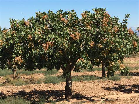 Fotografía de pistachos en el árbol, aún cubiertos por su cáscara exterior