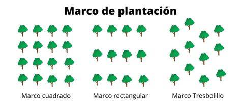 Esquema de un marco de plantación para pistacheros con las distancias recomendadas