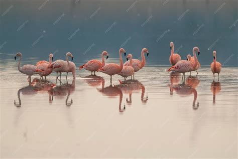 bandada de flamencos en un hábitat natural, destacando sus colores variados